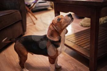 Warm toned portrait of cute beagle dog in cozy home interior