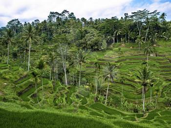Asian mountain rice terraces. Bali, Indonesia.