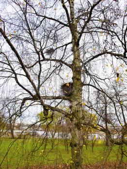 Bird nests on the tree. Autumn landscape.