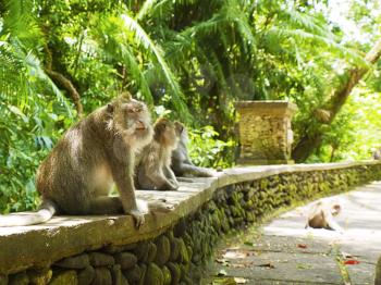 Monkeys sitting on stone fence. Ubud monkey forest, Bali.