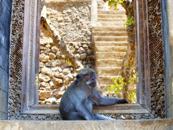 Monkey sitting in dorrway to the temple as a guard, Bali, Indonesia