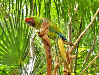 Parrot sitting on the branch with foliage background