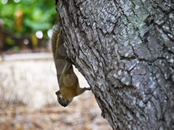 Funny squirrel hanging upside down on the tree