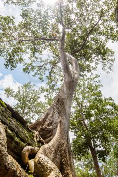 One of the famous big old trees growing in Ta Prohm Temple at Angkor, Siem Reap Province, Cambodia.
Tetrameles nudiflora species.