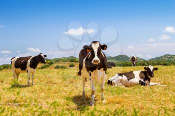 Black and white cows grazing in the farmland at Menorca, Spain.
