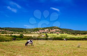 Cows are grazing upon the hills in sunny day at Menorca, Spain.