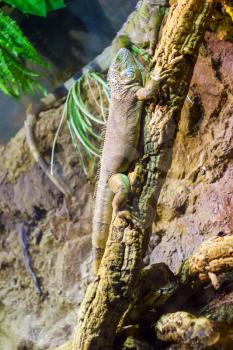 Iguana sitting on the vertical tree branch.