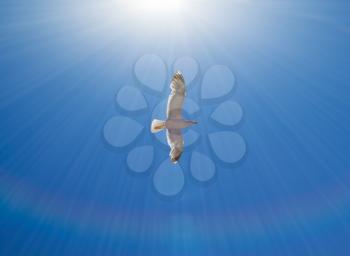 Sea gull flying in the blue sky under the rays of sun. Freedom concept.