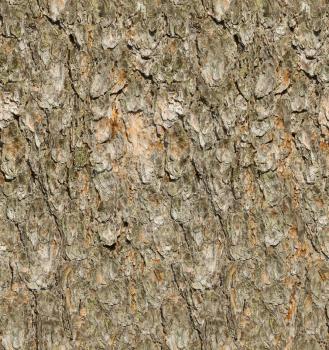 Pine tree bark seamless texture.