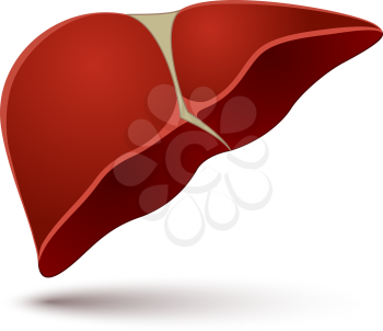 Human liver vector illustration isolated on white background.