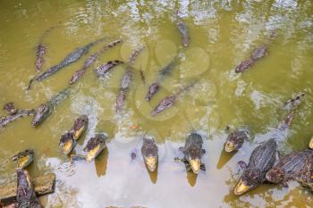 Horde of crocodiles in the water with opened jaws.