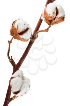 Royalty Free Photo of a Closeup of a Cotton Plant