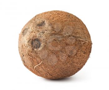 Royalty Free Photo of a Fresh Ripe Coconut