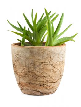 Royalty Free Photo of a Aloe Vera Plant in a Pot