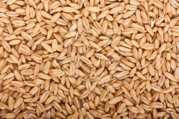 Royalty Free Photo of a Closeup Texture of Oat Grains
