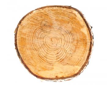 Royalty Free Photo of a Cross Section of a Tree Trunk