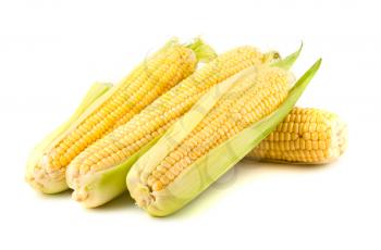Royalty Free Photo of a Ripe Corn on the Cob