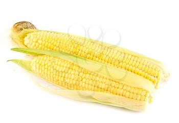 Royalty Free Photo of a Couple Ears of Corn