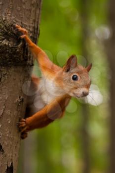 Royalty Free Photo of a Cute Squirrel Sitting on a Tree Trunk