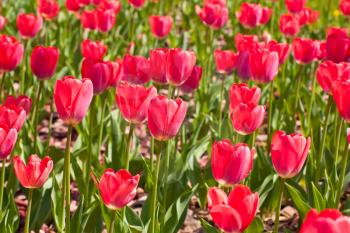 Royalty Free Photo of a Field of Springtime Tulips