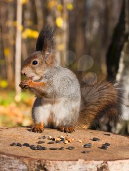 Royalty Free Photo of a Cute Squirrel in the Park Eating