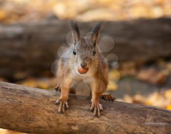 Royalty Free Photo of a Squirrel with a Nut in its Mouth