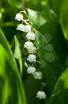 Royalty Free Photo of a Blooming Lily of the Valley