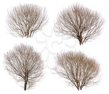 Leafless bushes in winter isolated on white background