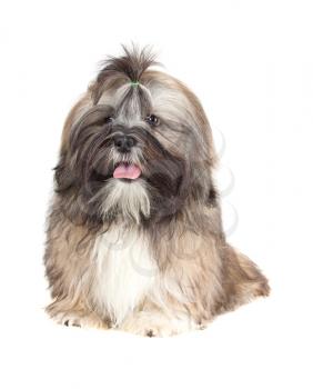Lhasa Apso puppy(6 months) isolated on white background