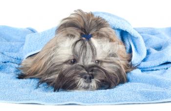 Funny puppy with a blue towel isolated on white background