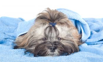 Funny puppy with a blue towel isolated on white background