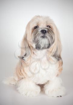 Portrait of a seated lhasa apso dog on gray background