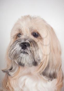Close up portrait of lhasa apso dog on gray background