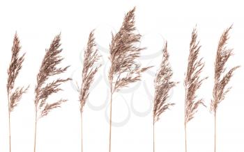 Seven dried bush grass panicles isolated on white background