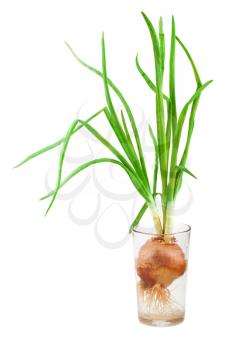 Spring onion with green sprout in glass isolated on white background