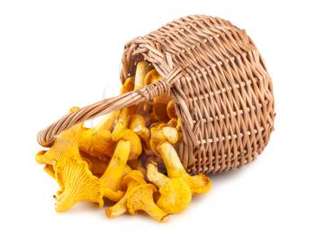 Sprinkled basket with mushrooms isolated on a white background