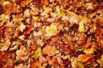 A lot of yellow and orange dry leaves lying on the ground