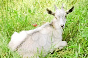 Young white goat lying on the green grass