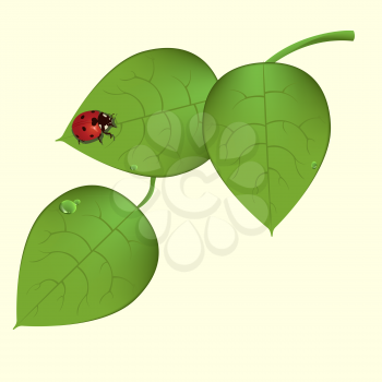 Royalty Free Clipart Image of a Ladybug on Leaves