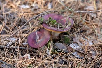 Royalty Free Photo of Russula Mushrooms