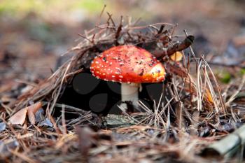 Royalty Free Photo of a Red Amanita Mushroom