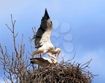 Royalty Free Photo of Mating Storks in a Nest