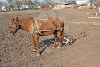 Royalty Free Photo of a Horse With a Plow