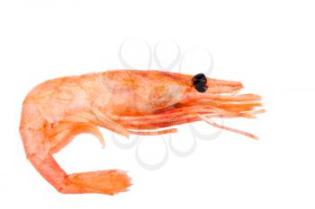 Royalty Free Photo of a Boiled Shrimp
