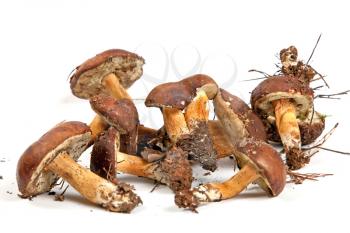 Royalty Free Photo of Boletus Badius Mushrooms