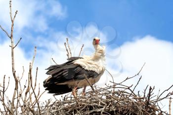 Royalty Free Photo of a Stork in a Nest