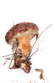 Royalty Free Photo of a Boletus Mushroom