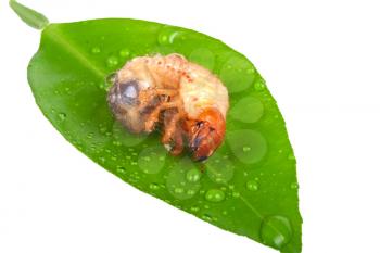 Royalty Free Photo of a Chafer Larva on a Green Leaf