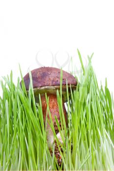 Royalty Free Photo of a Badius Mushroom 