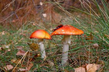 Royalty Free Photo of Red Amanita Mushrooms